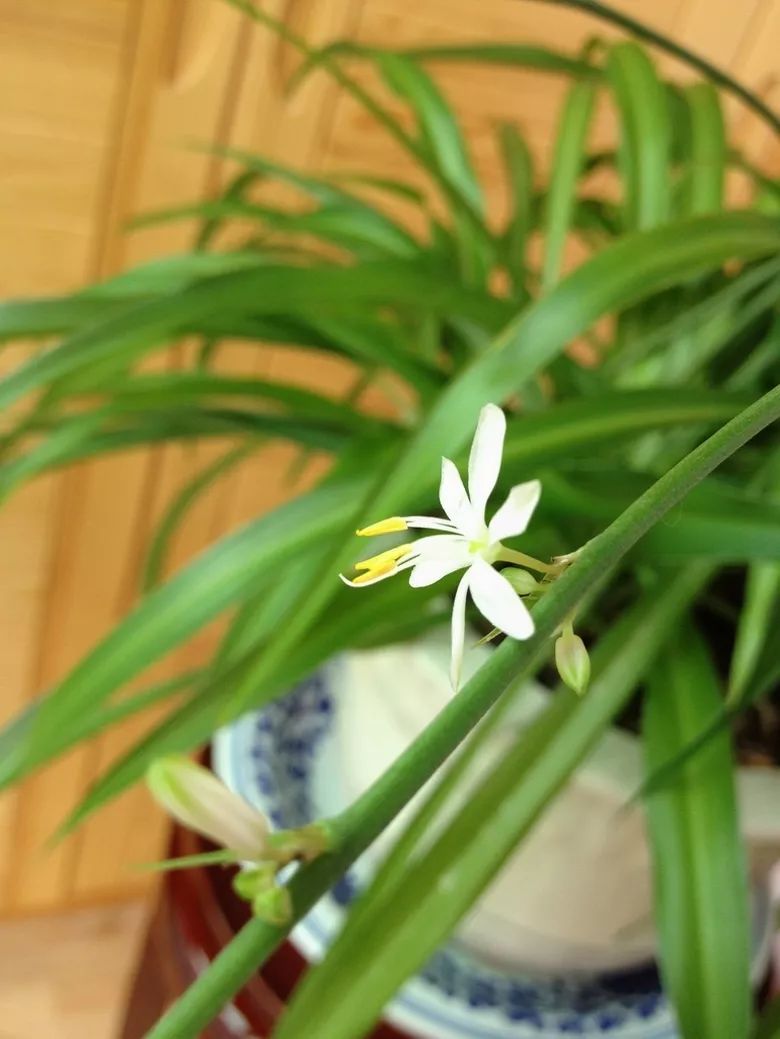 吊兰开花,原来这么漂亮!