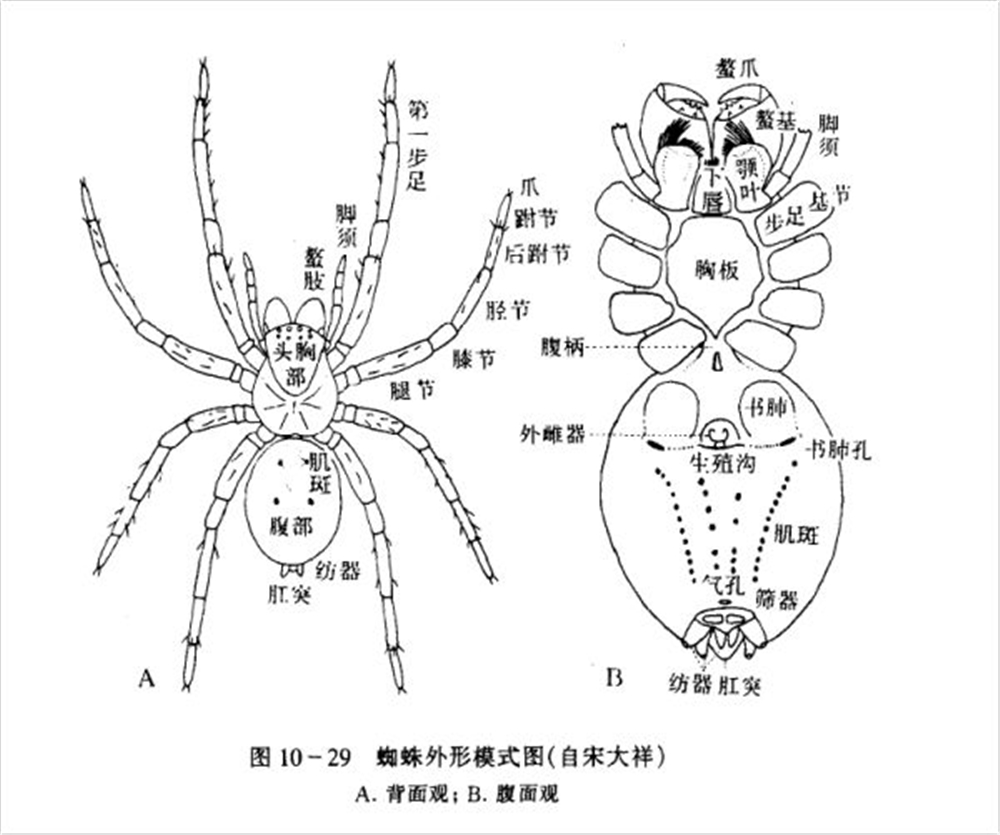 蟹蛛身体结构图图片