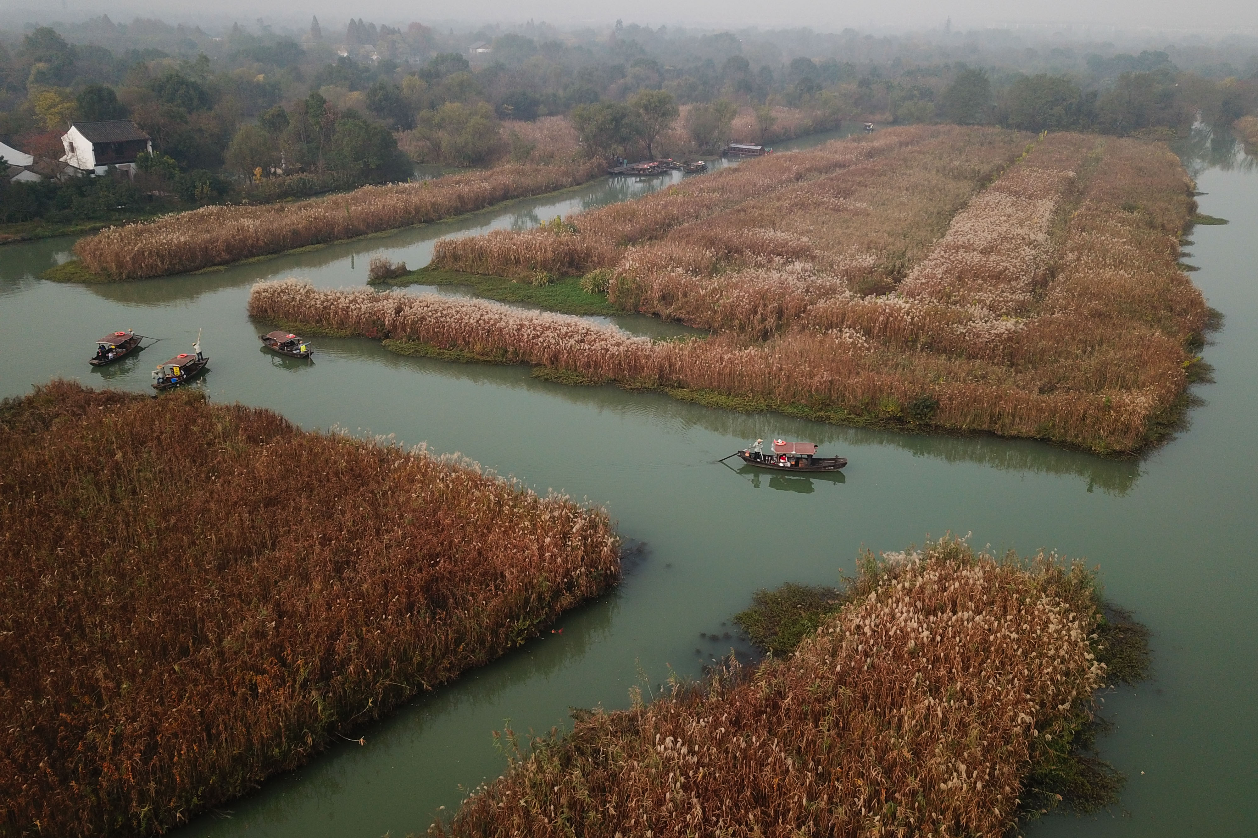 杭州:初冬湿地赏芦花