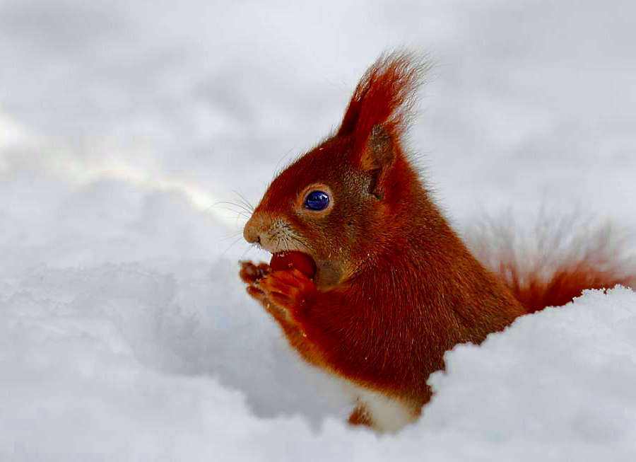 中国最常见的松鼠种类