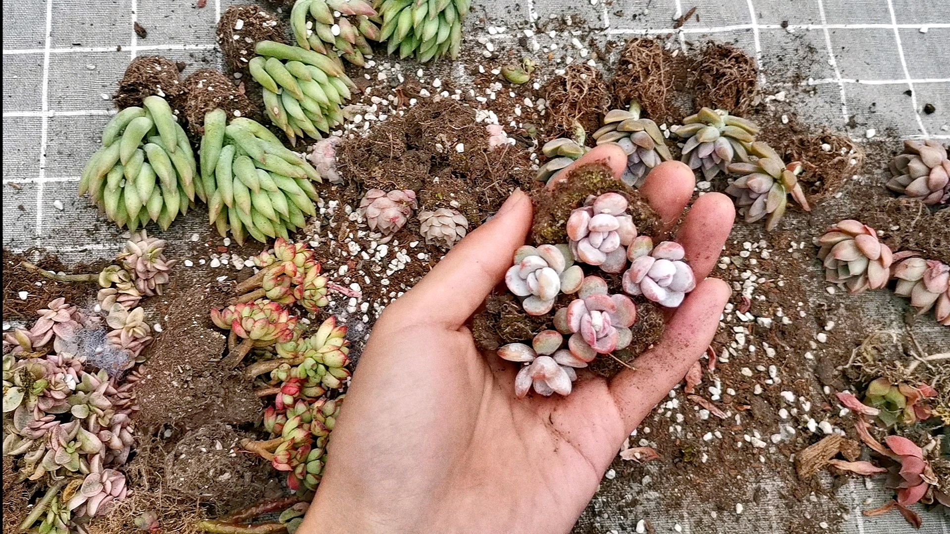 又来开箱多肉了,满满的一大箱,个头差距有点大