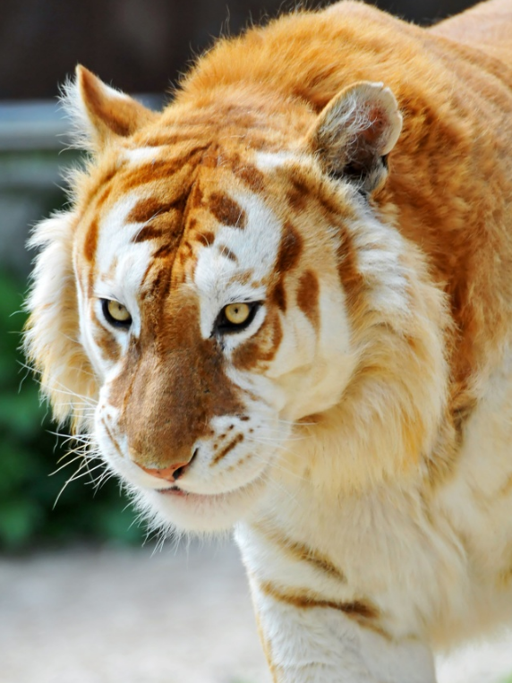 在夏洛特市中心的创意雕塑