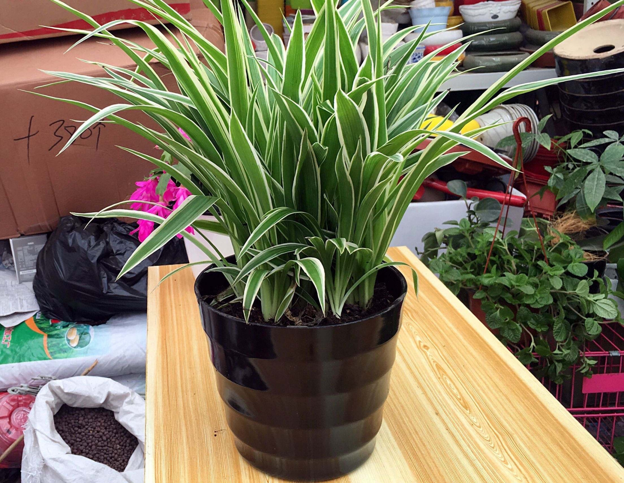 春季养吊兰,1个"小技巧",2个月疯长到爆盆,叶子大又宽