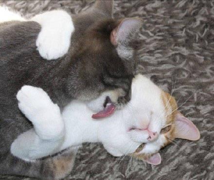 当猫咪壁咚正好被铲屎官撞见,场面很尴尬!