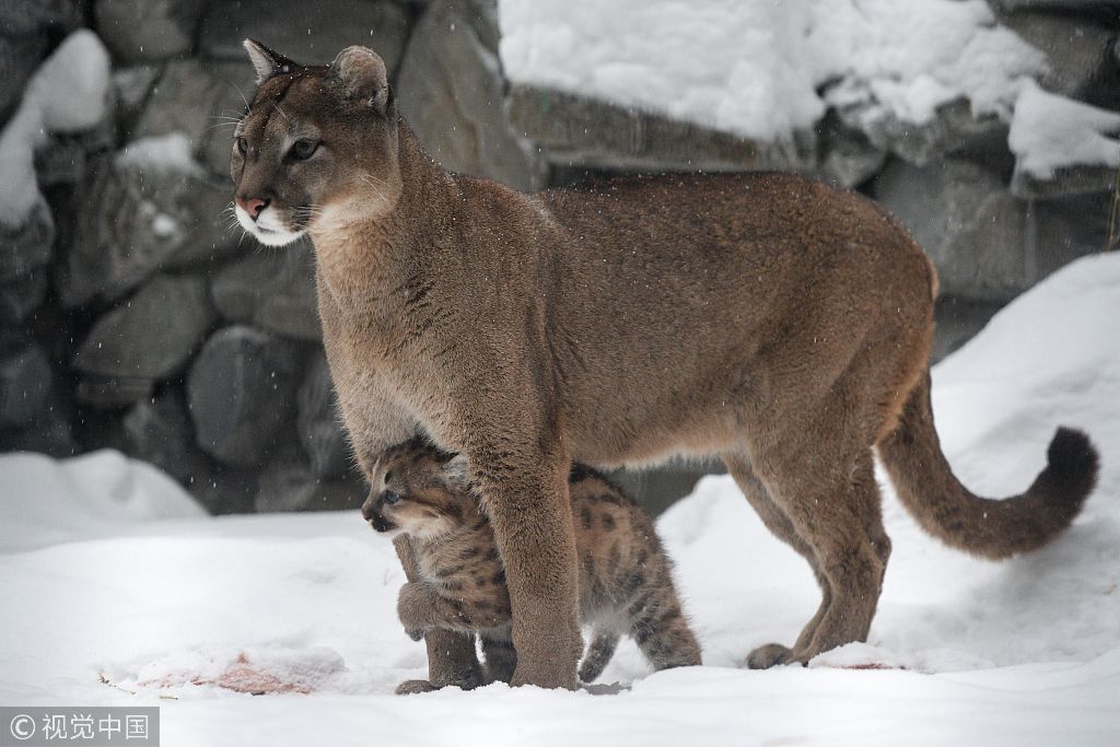 俄罗斯动物园美洲狮幼崽和母亲撒娇萌翻众人