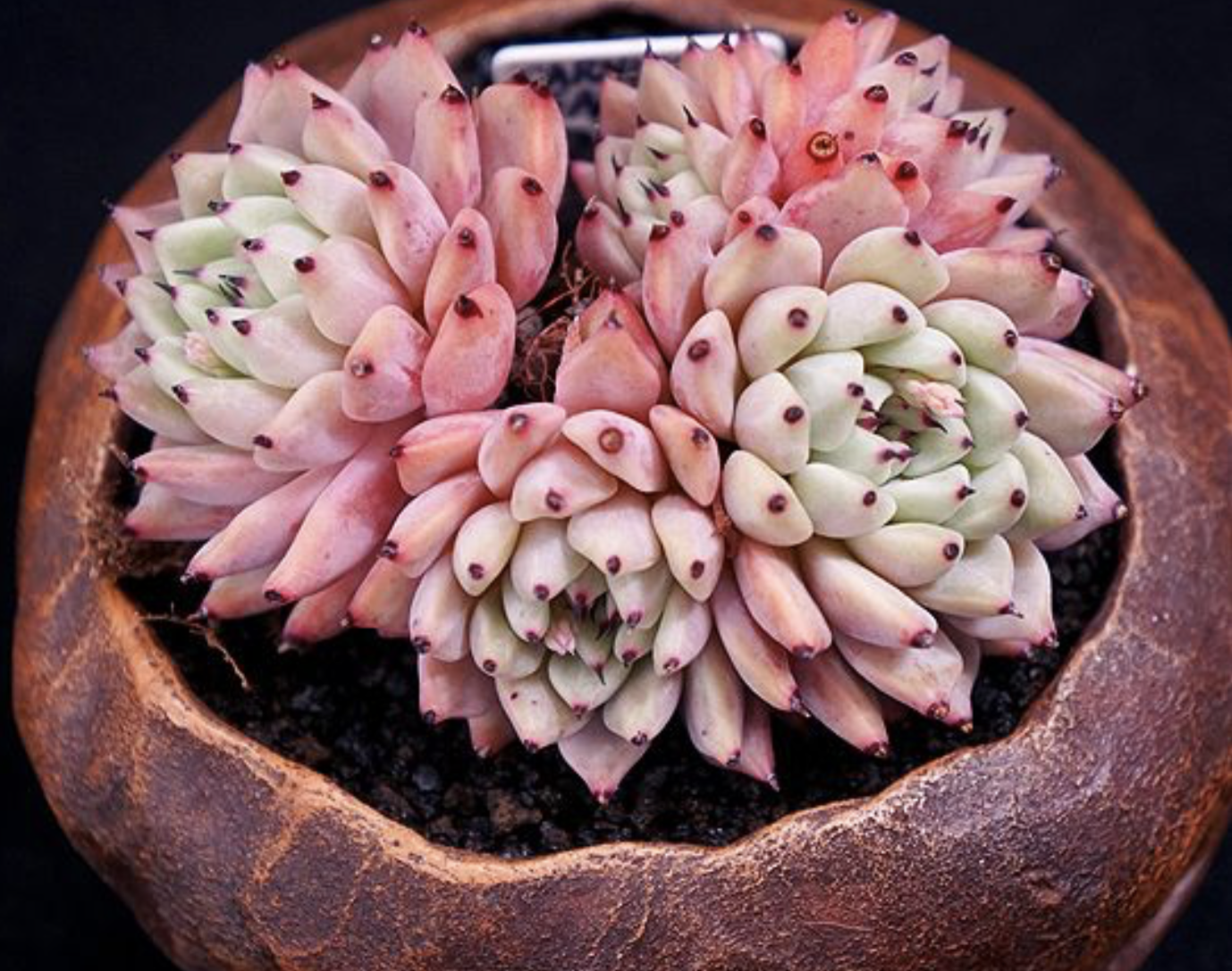 景天科里面的多肉植物—爪子系,你到底知道多少?