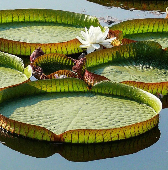 一片荷叶竟能经得起孩子坐着,而且叶子看起来有点奇怪!