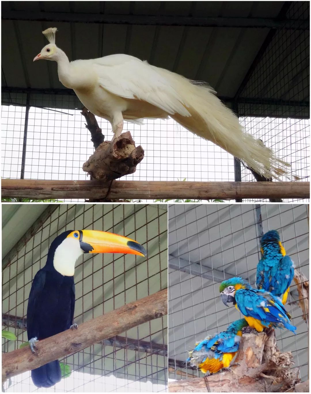 合川古楼枇杷熟了,约起!(附:枇杷园联系电话,路线,价格)