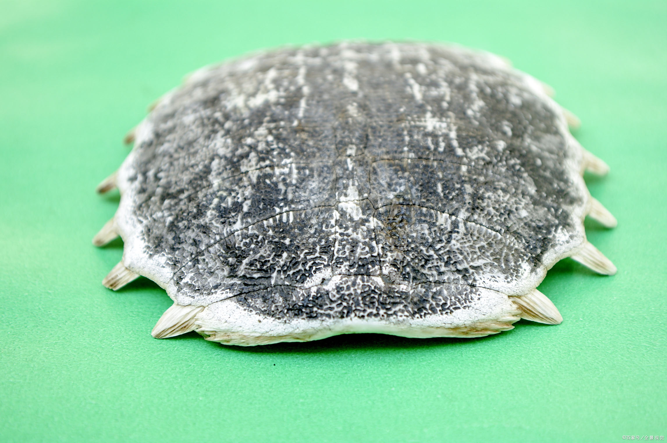 收壳- 优质问答专区