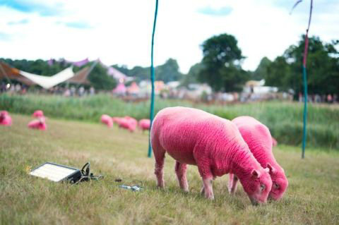 国外一项庆祝活动将绵羊染成粉红色 被动物保护人士指责