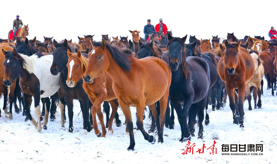 山丹马场:马踏飞雪 气势恢宏(图)