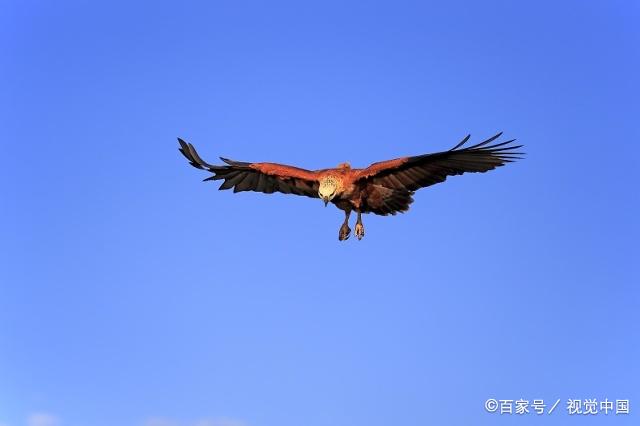 英勇的雄鹰,张开翅膀翱翔于天空