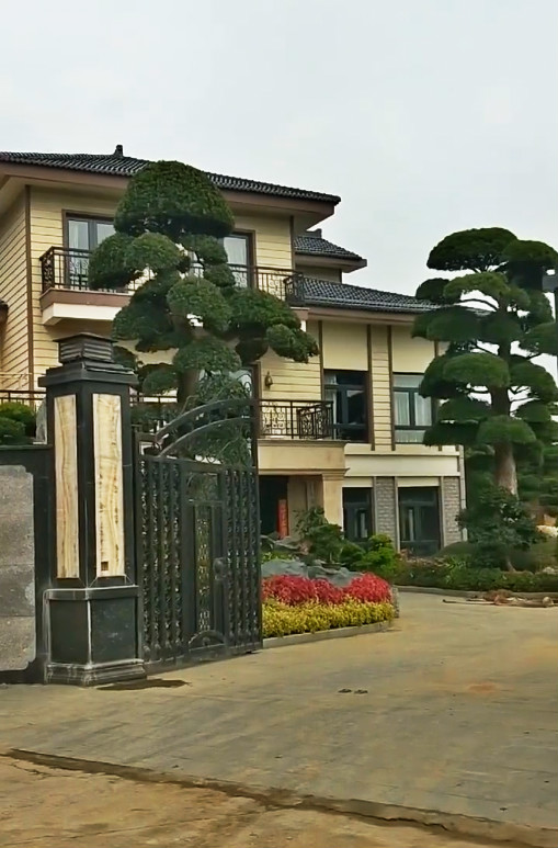 家有罗汉松,代代不受穷,网友:养不起的就说家里养松不好?