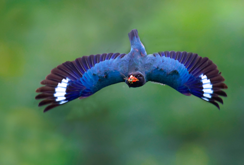 三宝鸟,初级飞羽基部具淡蓝色斑,飞翔时甚明显