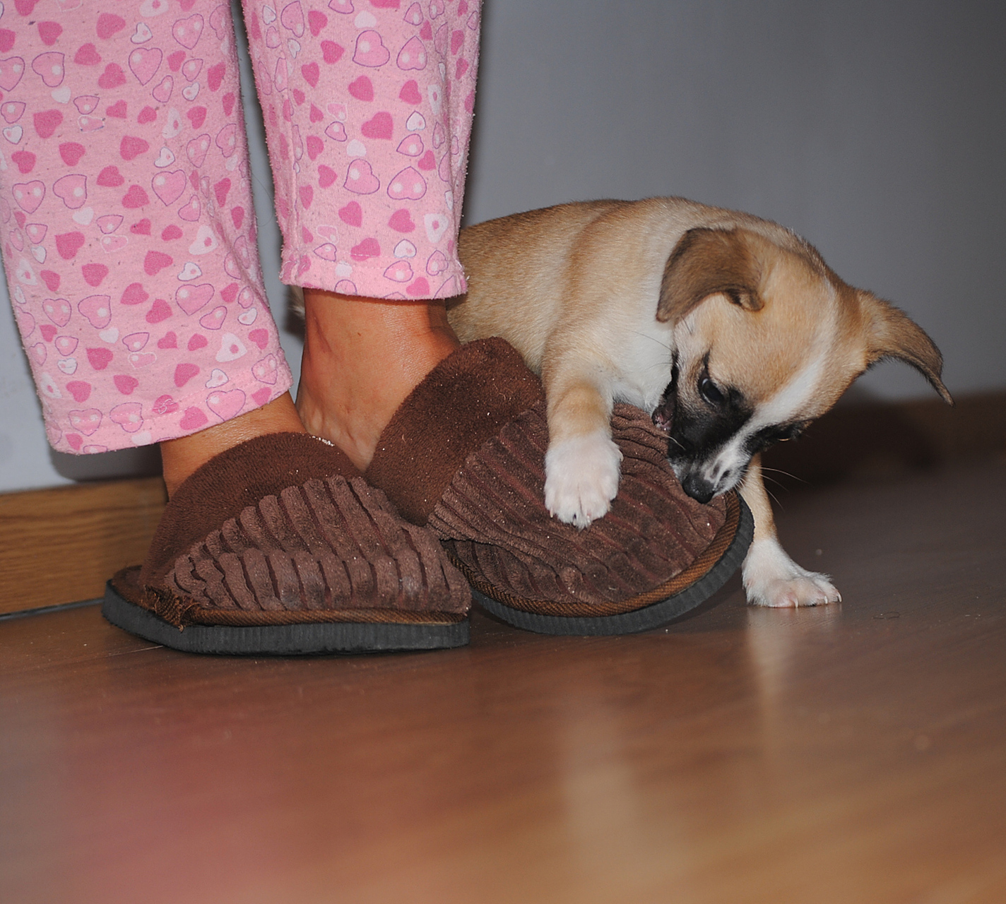 生活小科普# 你知道为什么狗狗喜欢闻人的鞋子吗?