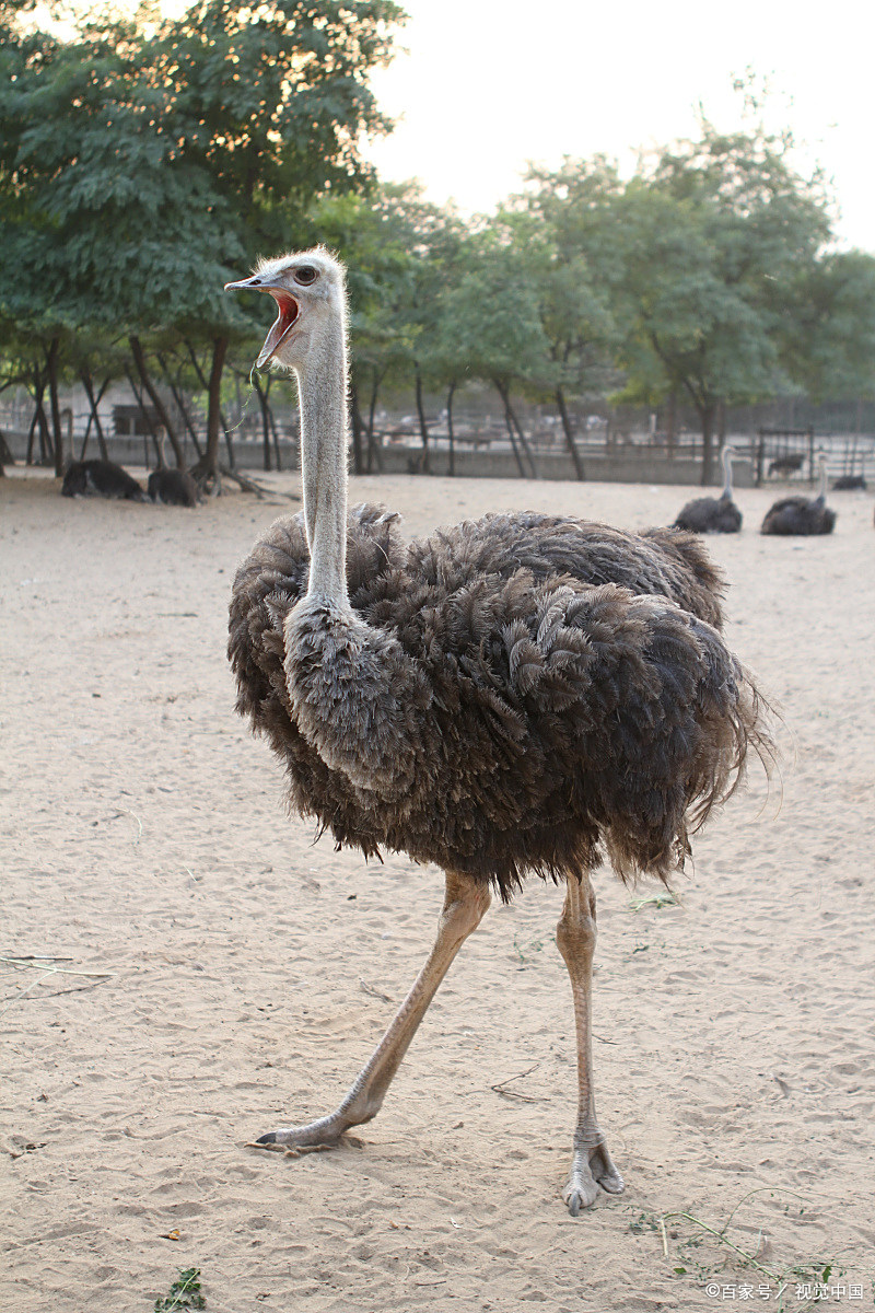 广西街头近百只鸵鸟一路狂奔,上演极速赛跑,场面太壮观了
