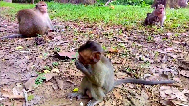 猴爹對小猴子生氣,小猴子哪見過這樣,蒙了!