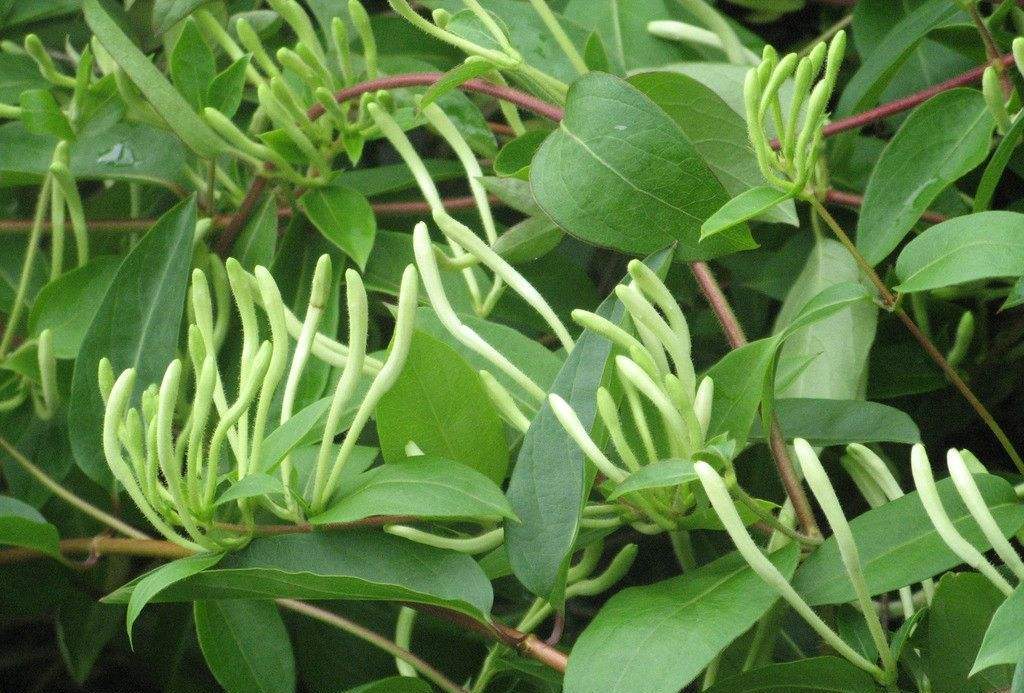 金银花成为了"金银叶"?学会这3点,轻松解决不开花的问题