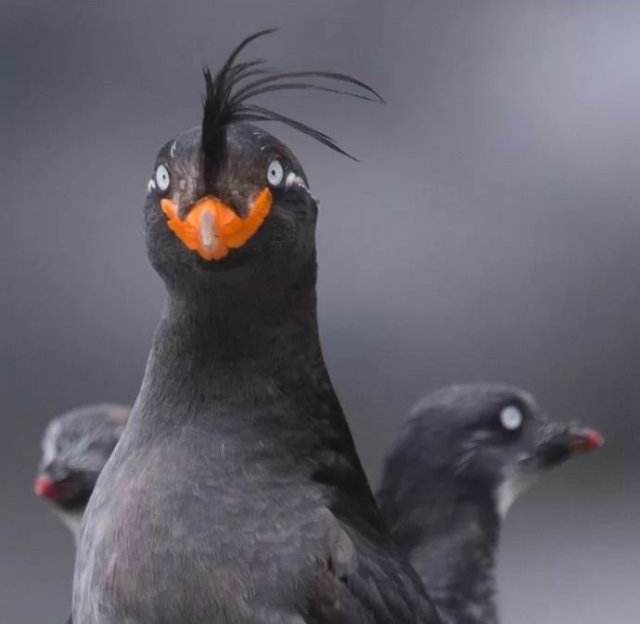 它是"鸟界二哈",因头顶呆毛被大家喜欢,被称"行走的表情包"