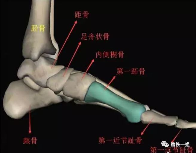 距骨是哪个位置图片图片