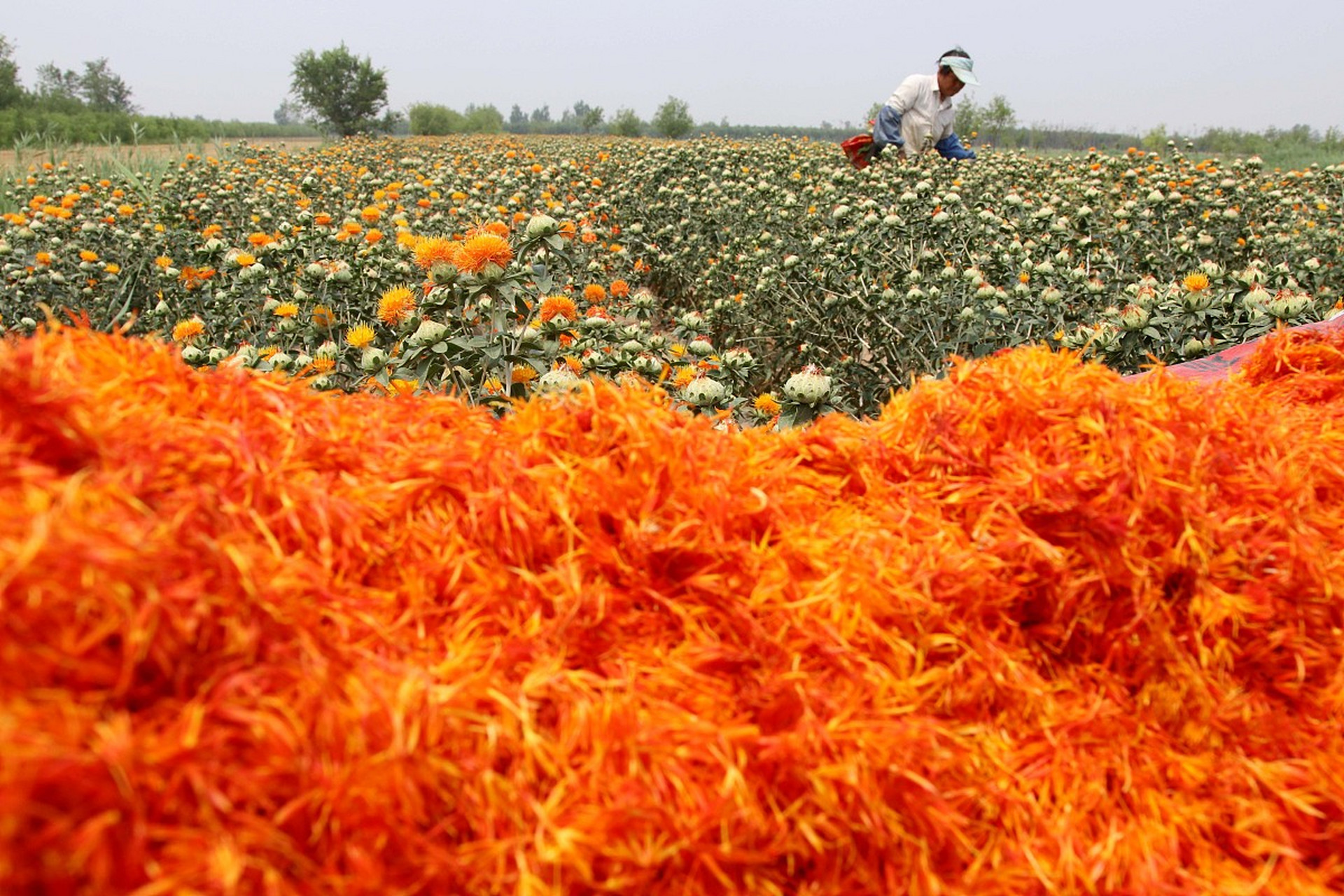 藏红花是一种名贵,温和的保健药品.
