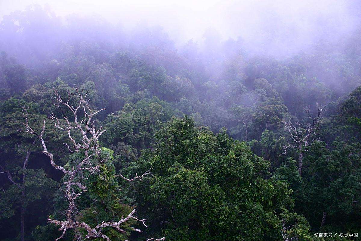 第10名:大西洋森林,13万平方公里 第9名:婆罗洲热带雨林,22万平方
