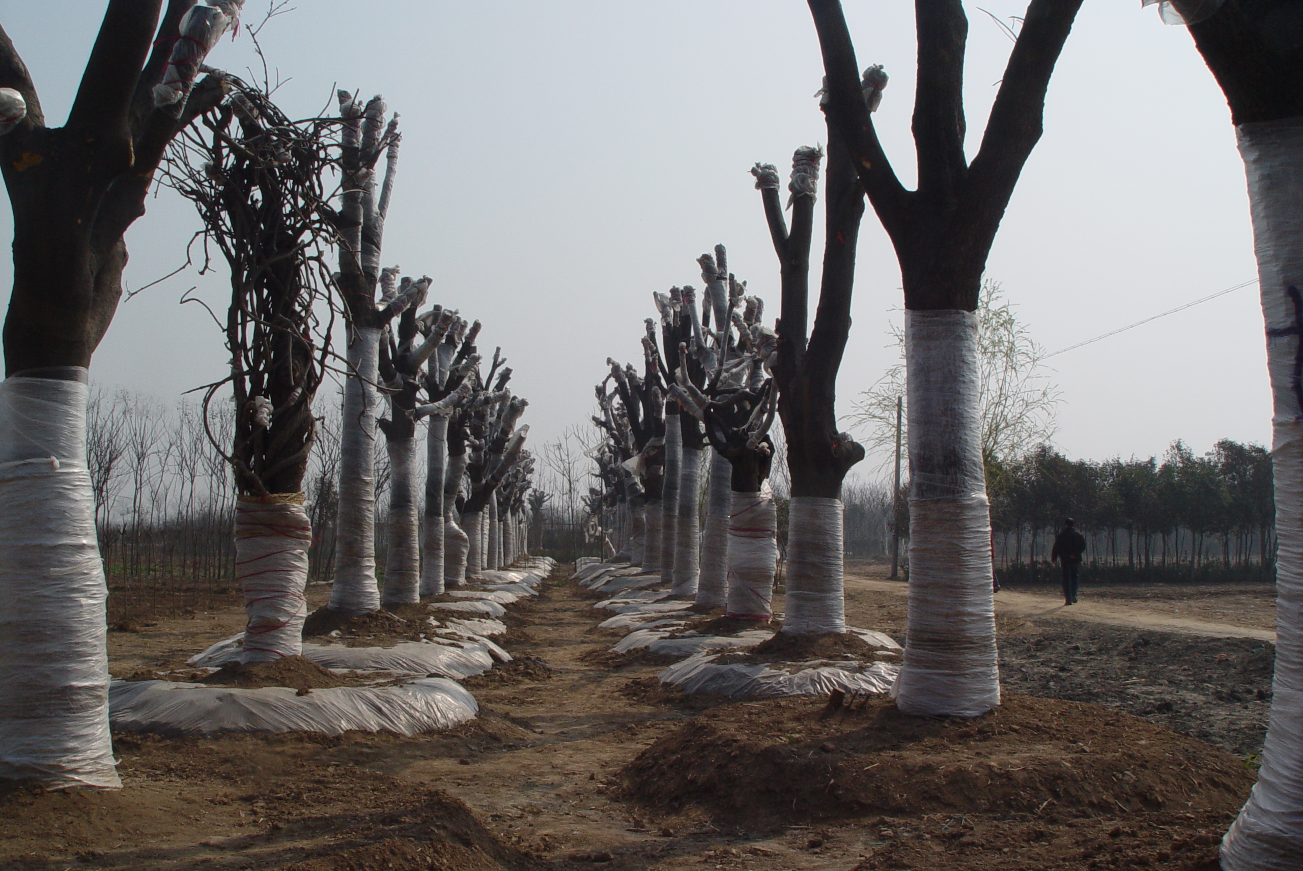 园林绿化树木栽植时需要注意哪些问题?