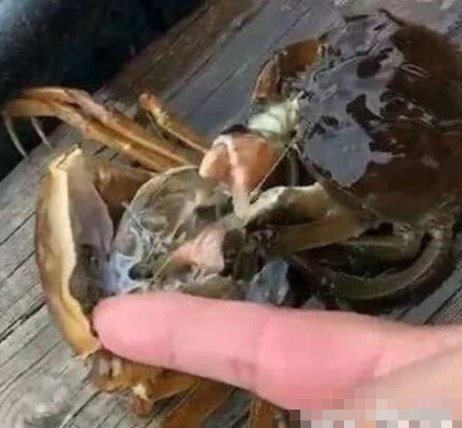 抖音"螃蟹女"火了,买的螃蟹突然多了几个,原因让人"汗颜"