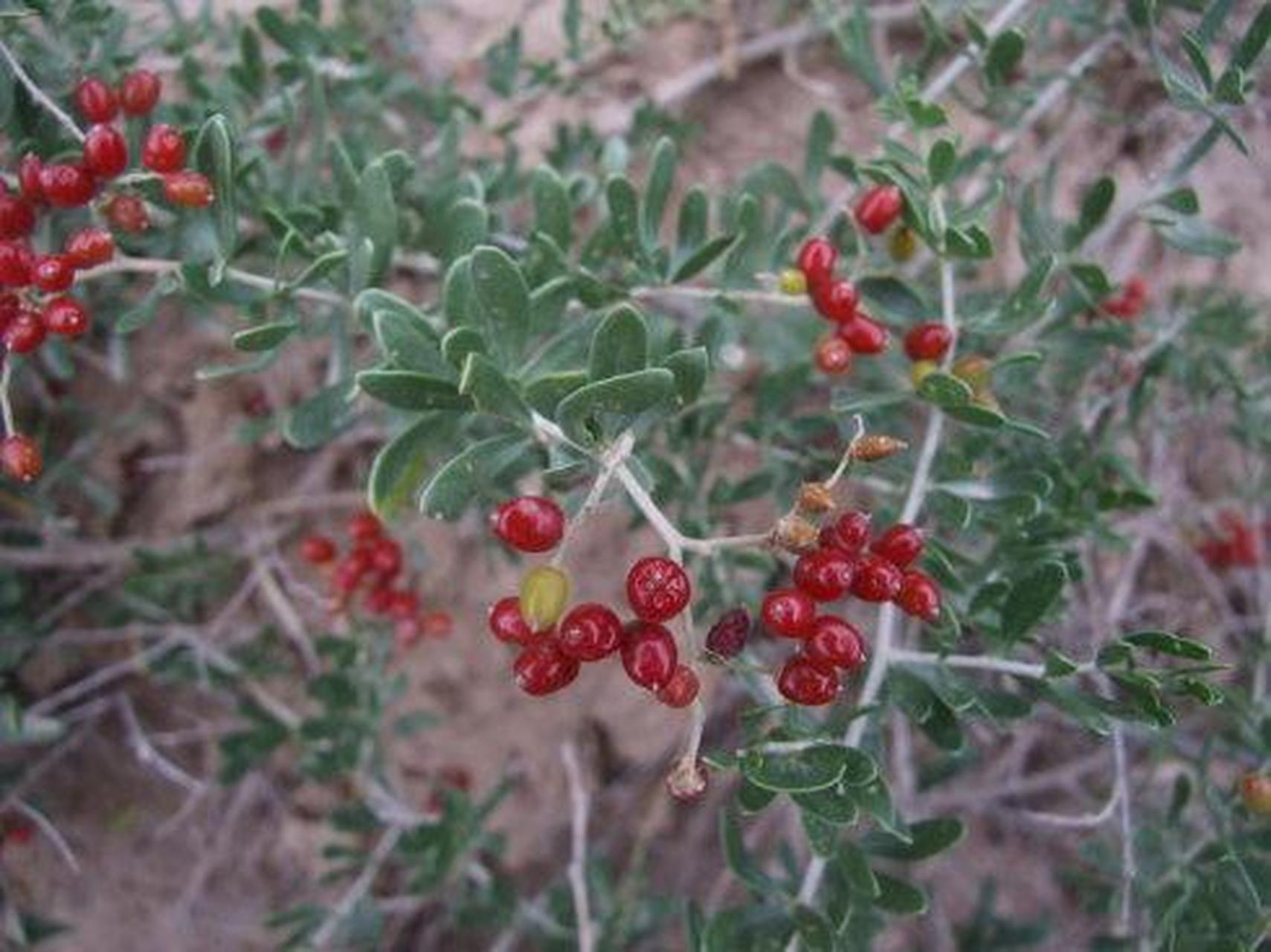 科普知识竞赛#白刺是蒺藜科白刺属的灌木,分枝多而密集,呈丛生状