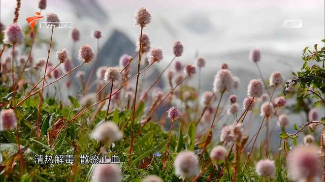 [图]秘境神草：青藏高原这味本草功效多，治疗咽炎肠炎还能治跌打损伤