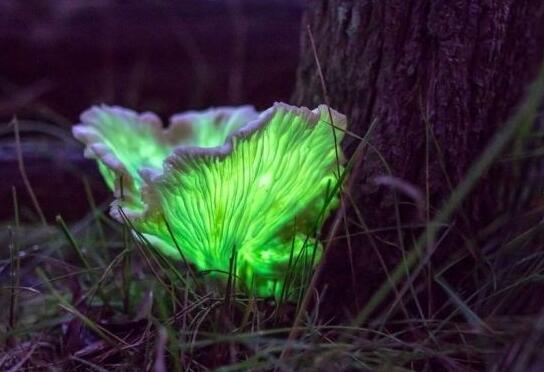 能够发出绿色的荧光,这种蘑菇在1840年发现,不过