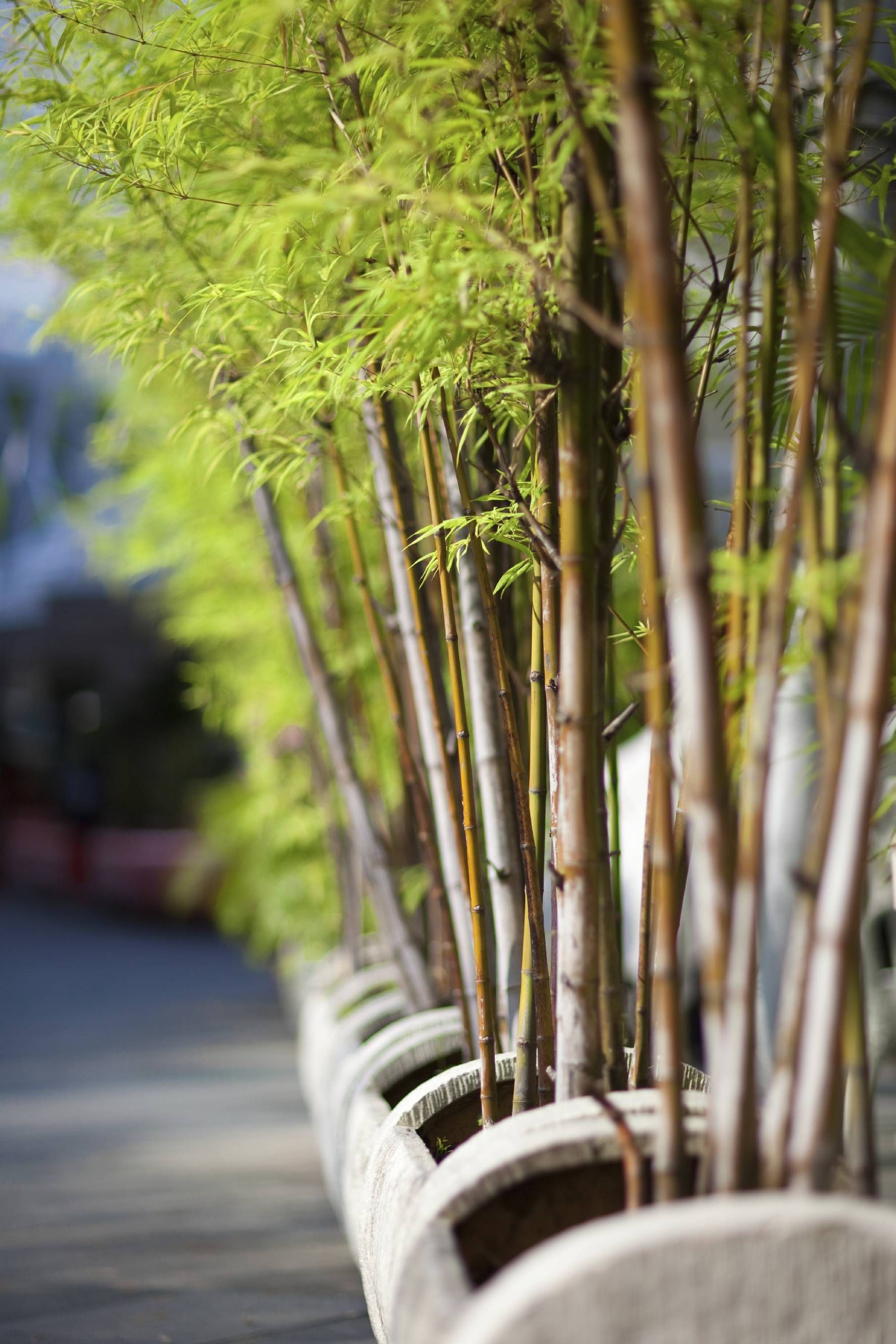 园林绿化竹子品种图片