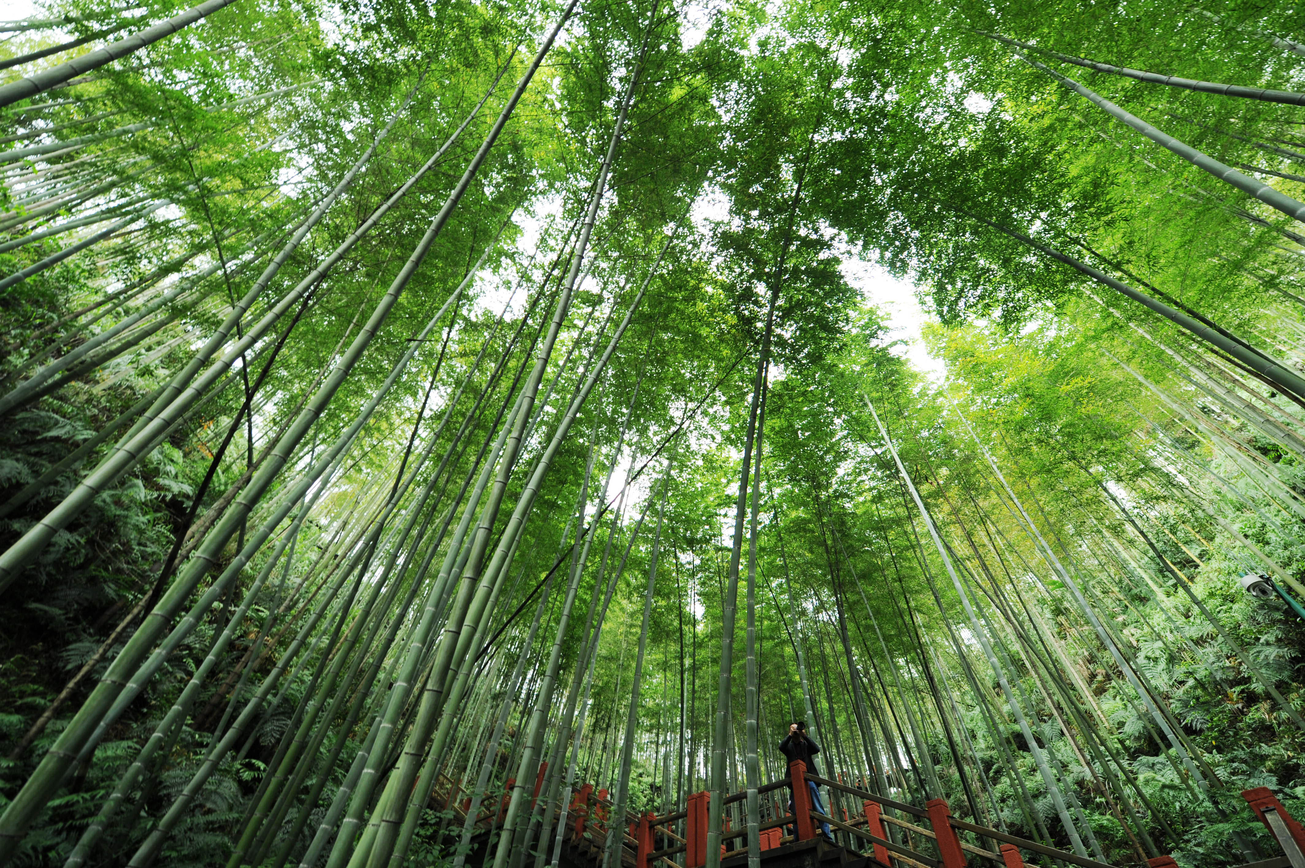 奋进新时代——庆祝改革开放40年·图片故事)(9)贵州赤水:竹海护林员