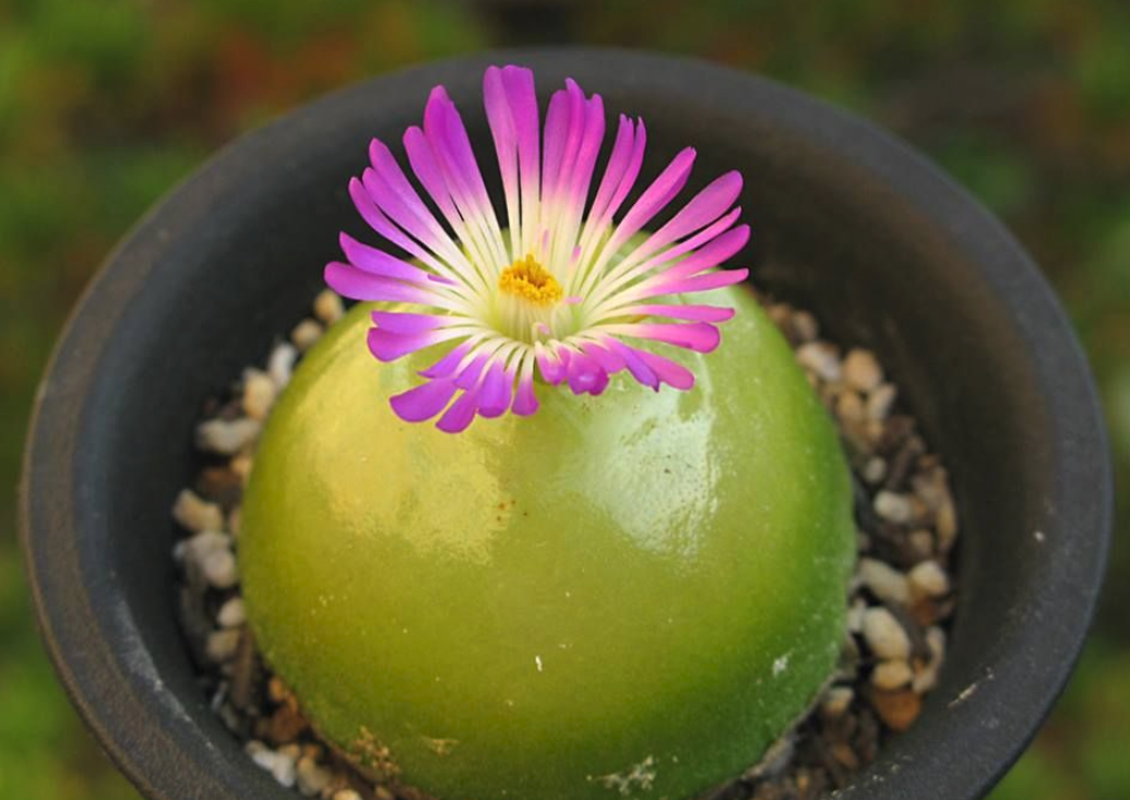 多肉灯泡的花瓣,细长如丝.