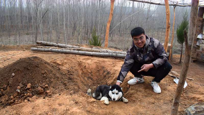 哈士奇抱怨身上太脏,小吉专门为它修建了温泉,谁知这傻狗还挑剔,大自