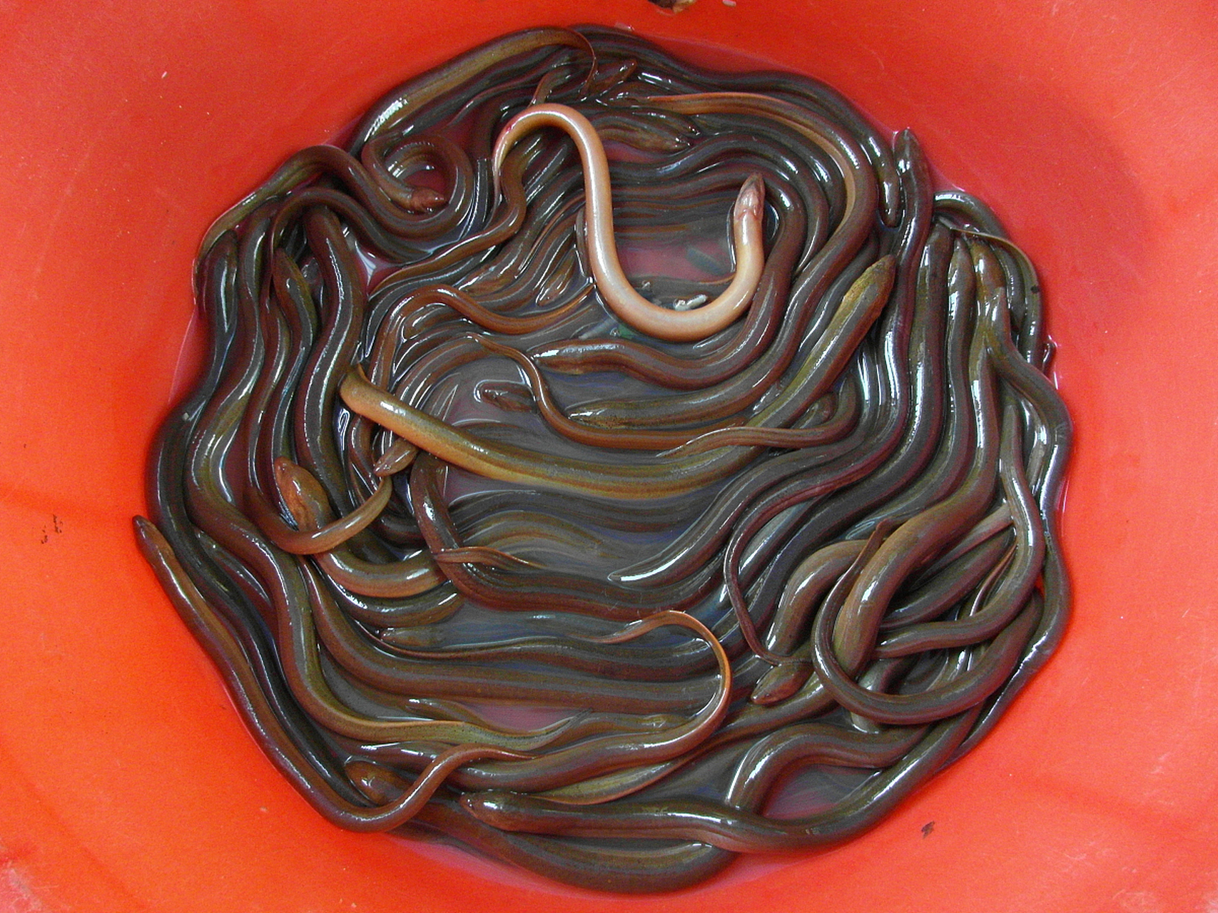 但是,泥鳅和黄鳝的营养价值究竟哪个更高呢?下面我们来详细分析一下.