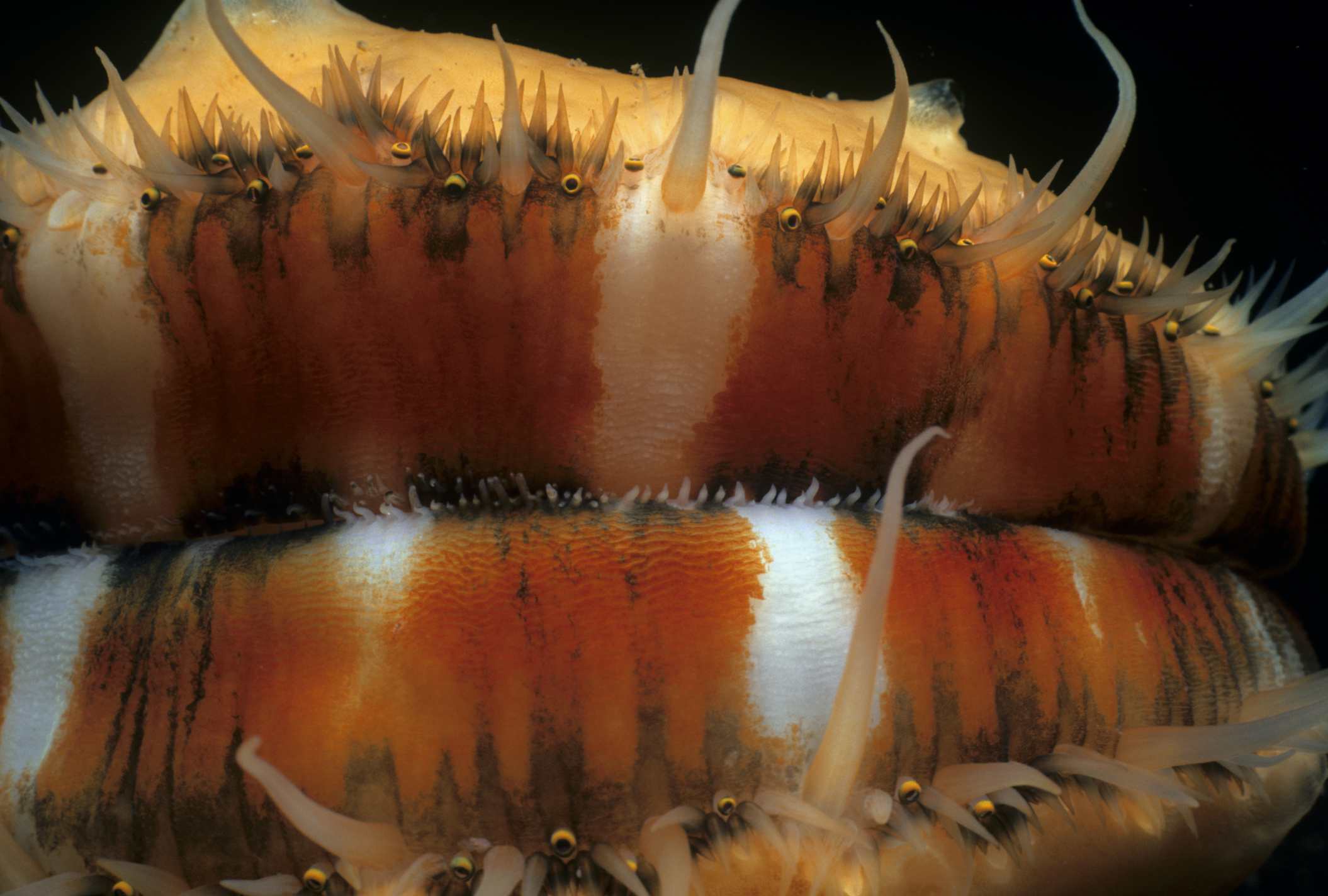 扇贝的眼睛不但数量多,而且结构还颇为复杂.