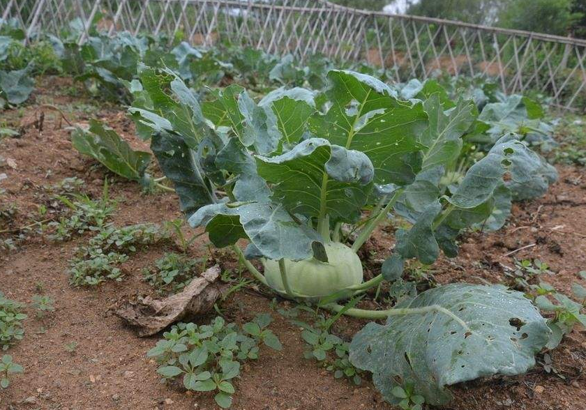 苤蓝营养价值高,种植它们有讲究,了解苤蓝的种植技术!