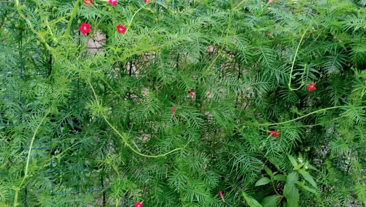 这花原来叫莺萝,地栽效果好,一长一大丛!