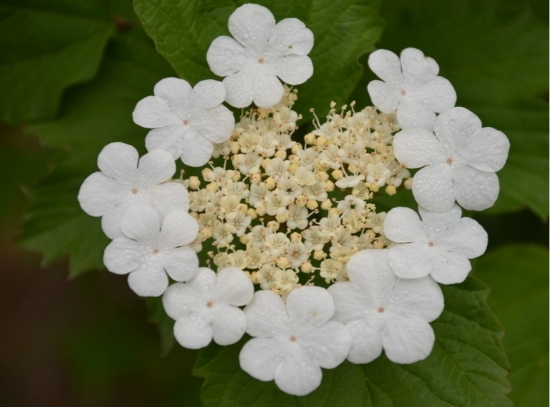 琼花有活血化瘀,解读止痒的功效,也是扬州,昆山的市花