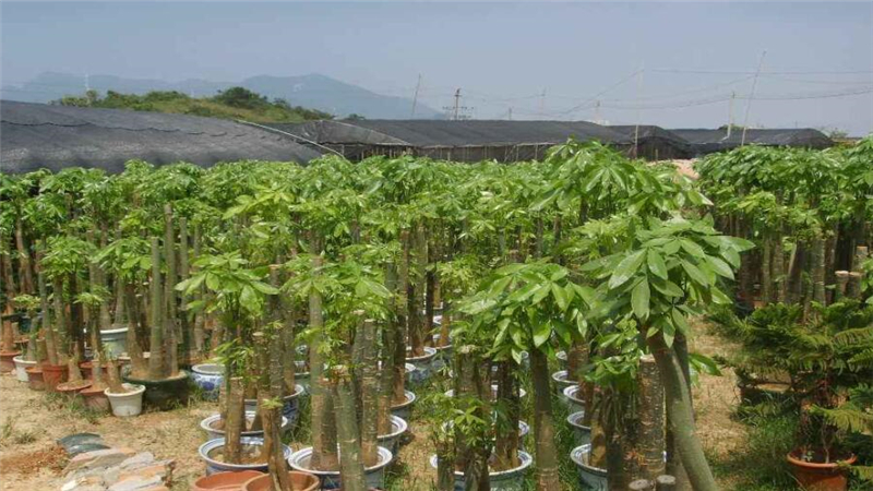 发财树种植方法,做好这几步,长得茂盛更漂亮