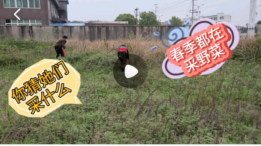 摘野菜的季节,她们都在摘艾叶,艾叶可以活血,煎鸡蛋饼你见过吗