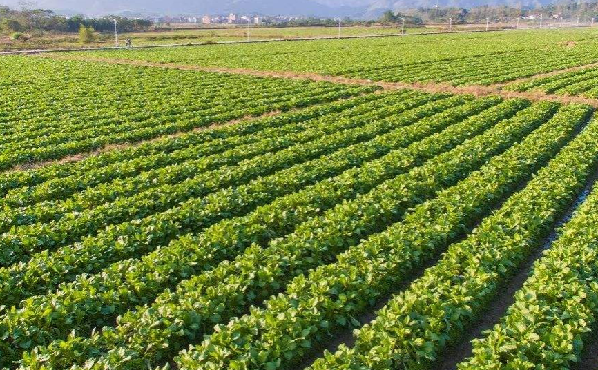 菜心- 热门商品专区