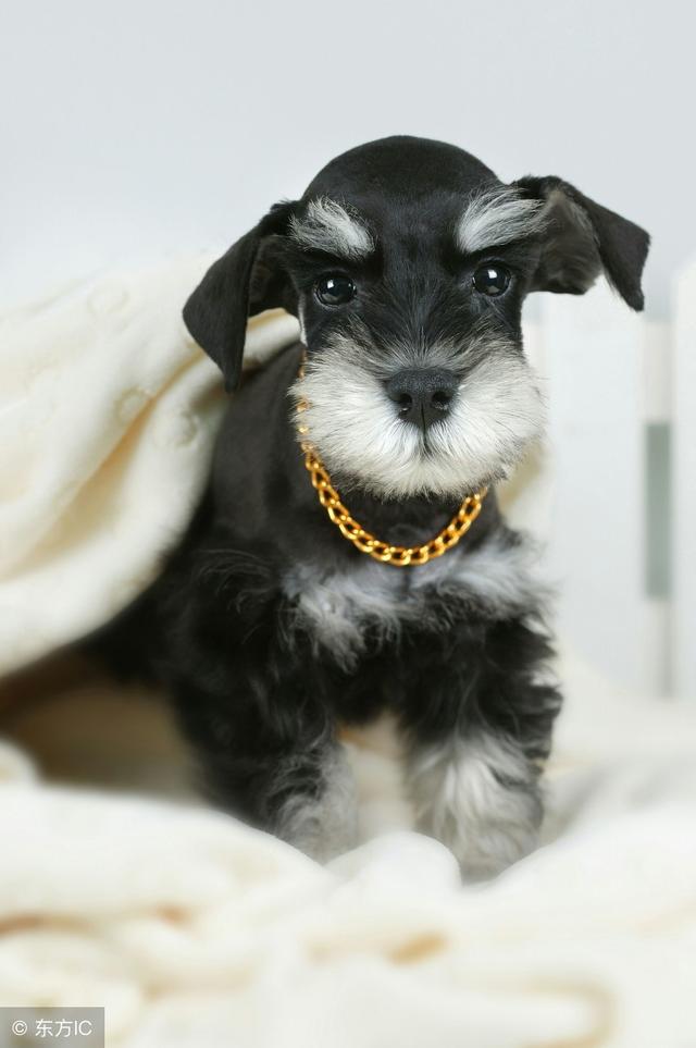 如果是你,雪纳瑞和博美犬你会选哪个?