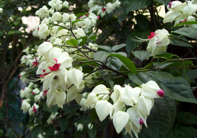 龙珠花 - 2020年最新商品信息聚合专区 - 百度爱采购