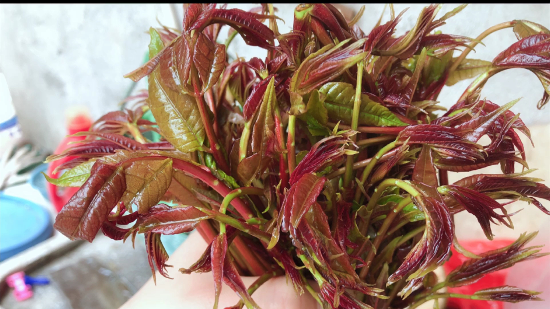 春天里的味道,香椿芽最经典的吃法——香椿炒鸡蛋