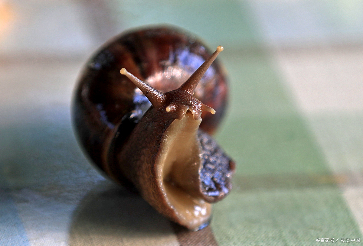 蜗牛的心脏