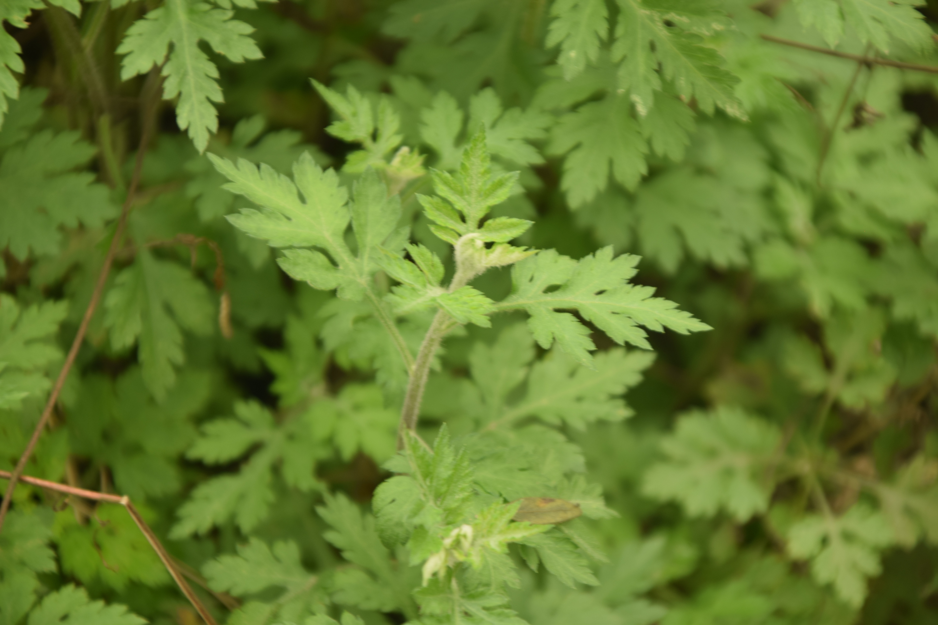 艾草,是我们生活中常见的一种植物.