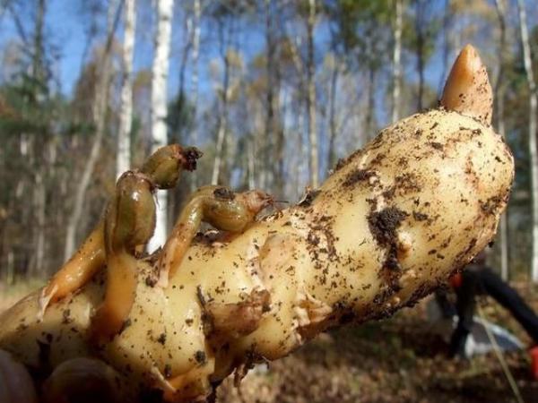 这是深山里特有的野土豆,营养价值可比肩灵芝,知道的没几个