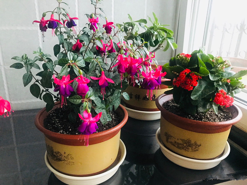 此款盆栽植物,花似红灯笼,漂亮又喜庆,家里养一盆,赏花一整年